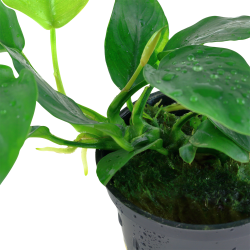 Anubias barteri var. nana - potte