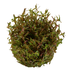 Rotala rotundifolia 'H'ra' - 1-2-grow