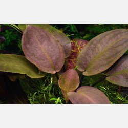 Lagenandra meeboldii 'Red' - potte