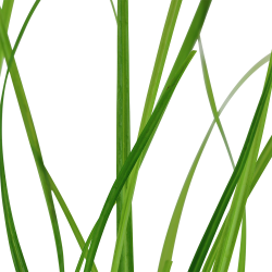 Cyperus helferi - potte