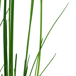 Eleocharis montevidensis - potte