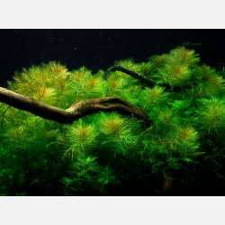 Myriophyllum mattogrossense - potte