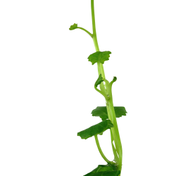 Cardamine lyrata - potte