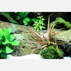 Cryptocoryne albida 'Brown' - potte