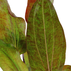 Echinodorus 'Ozelot' - potte