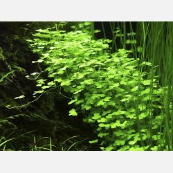 Hydrocotyle tripartita - potte