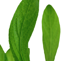 Hygrophila costata - potte