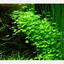 Hydrocotyle tripartita - 1-2-grow