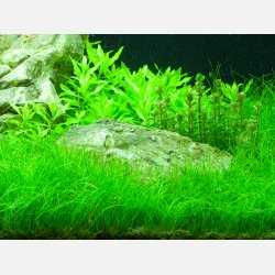 Eleocharis parvula - potte