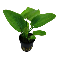Echinodorus 'Aquartica' - potte