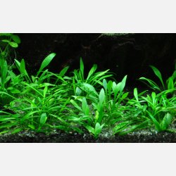 Cryptocoryne parva - potte