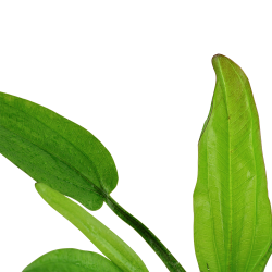 Echinodorus cordifolius 'Fluitans' - potte