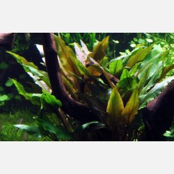 Cryptocoryne undulata 'Broad Leaf' - potte