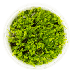 Solenostoma tetragonum 'Pearl Moss' - 1-2-grow