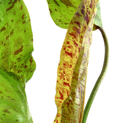 Echinodorus 'Ozelot Green' - potte
