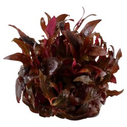 Alternanthera reineckii 'Mini' - 1-2-grow