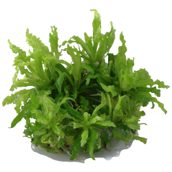Pogostemon helferi - 1-2-grow
