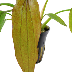 Echinodorus 'Red Diamond' - potte