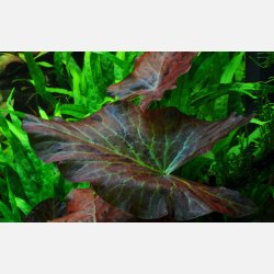 Nymphaea lotus - potte