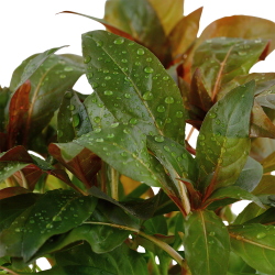 Ludwigia glandulosa - potte