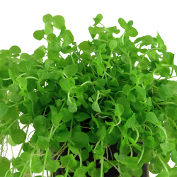 Micranthemum umbrosum - potte