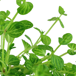 Lindernia rotundifolia - potte