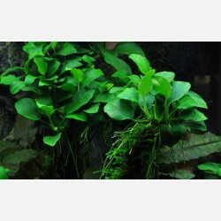 Anubias barteri 'Petite' - potte