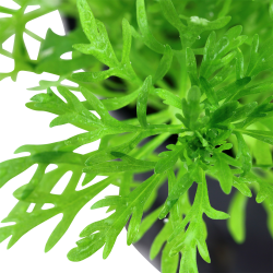 Limnophila aquatica - potte