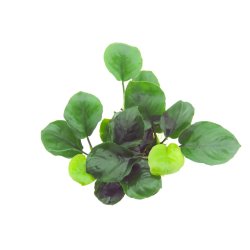 Anubias barteri Coin Leaf - potte 