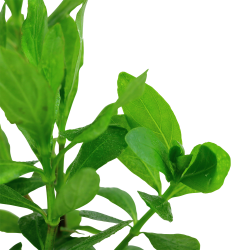 Hygrophila polysperma - potte