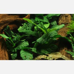Anubias barteri var. 'Coffeifolia' - potte