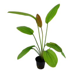 Echinodorus 'Ros�' - potte