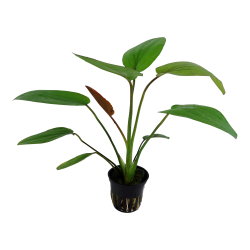 Echinodorus x barthii - potte
