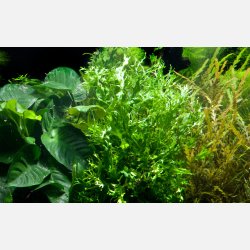 Microsorum pteropus 'Windeløv' - potte