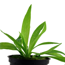 Helanthium bolivianum 'Quadricostatus' - potte