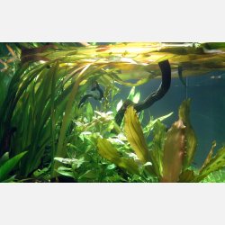 Vallisneria 'Gigantea' - potte