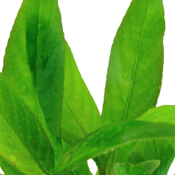 Hygrophila corymbosa 'Stricta' - potte