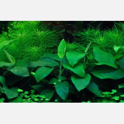 Anubias barteri nana - 1-2-grow