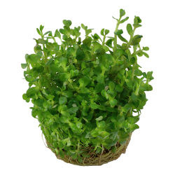 Rotala indica 'Bonsai' - 1-2-grow