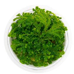 Selaginella uncinata - 1-2-grow