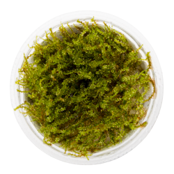 Plagiomnium sp. 'Thyme Moss'  - 1-2-grow