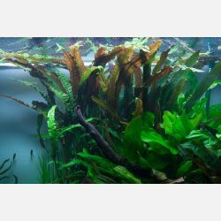 Cryptocoryne usteriana - potte