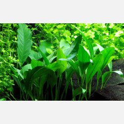 Anubias barteri var. glabra - potte