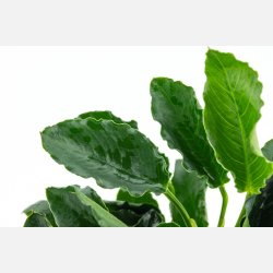 Anubias barteri var. nana Kirin - potte