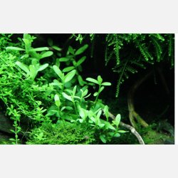 Bacopa monnieri 'Compact' - potte