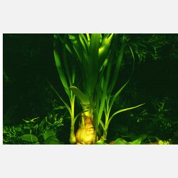 Crinum thaianum - potte