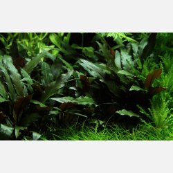 Cryptocoryne beckettii 'Petchii' - potte