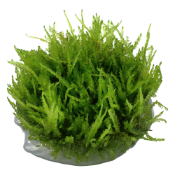 Vesicularia ferriei 'Weeping Moss' - 1-2-grow