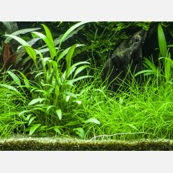 Cryptocoryne x willisii - potte