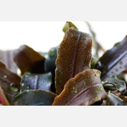 Bucephalandra 'Kedagang' - potte